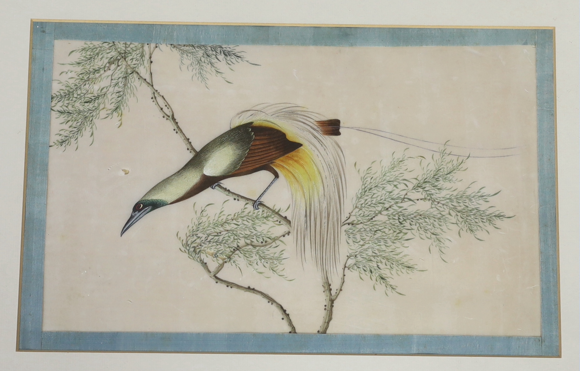 A set of thirteen Chinese pith paintings of birds perched on branches, Daoguang period (1821-50)